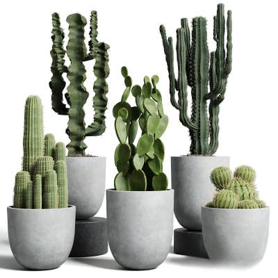 现代仙人掌绿植盆栽